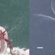 Left: Diogenes heteropsammicola and its coral house, Right: the hermit crab without its coral house. Image: Momoko Igawa